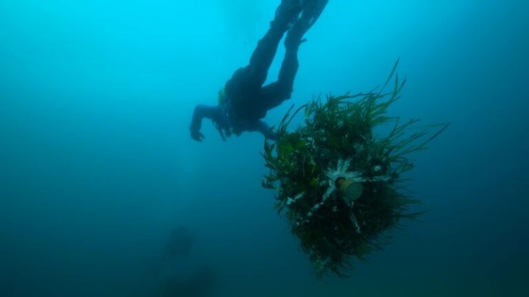 posidonia oceanica 3 r per il mare