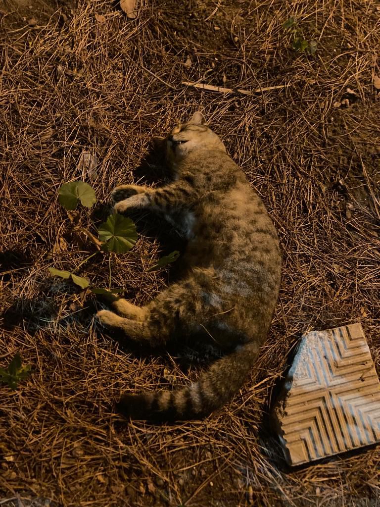 strage Gatti Reggio Calabria