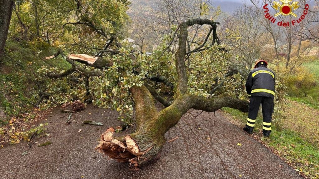 vento albero caduto