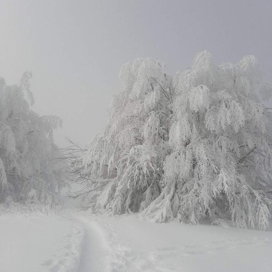 Monte Falco