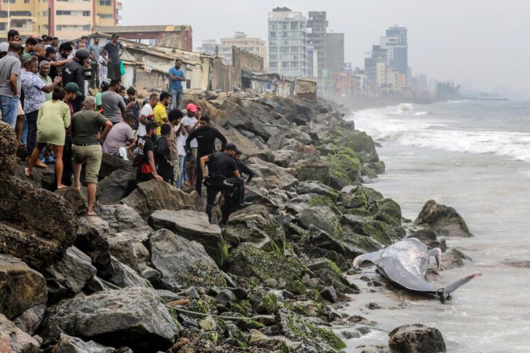 balene pilota colombo sri lanka