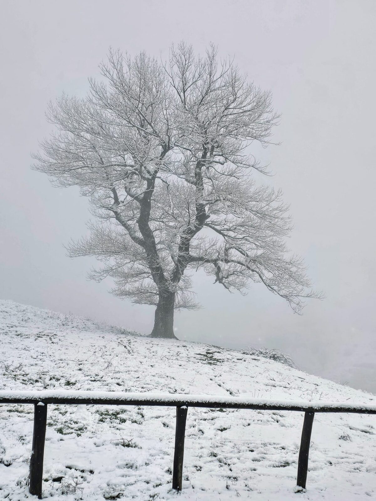 neve toscana