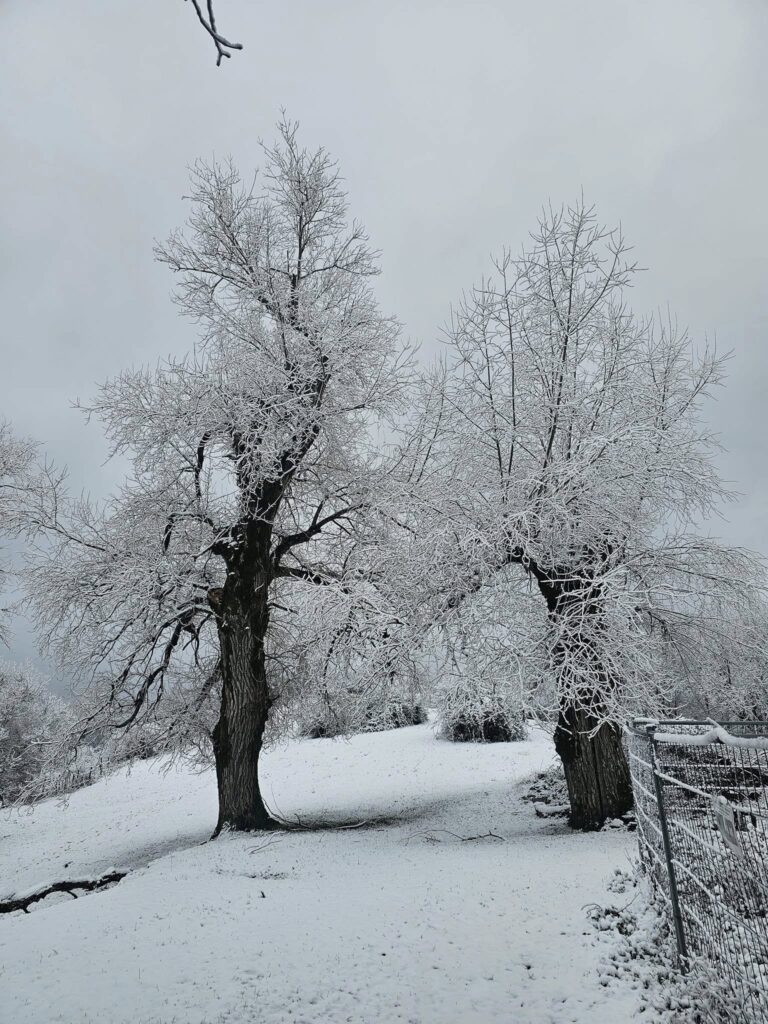 neve toscana