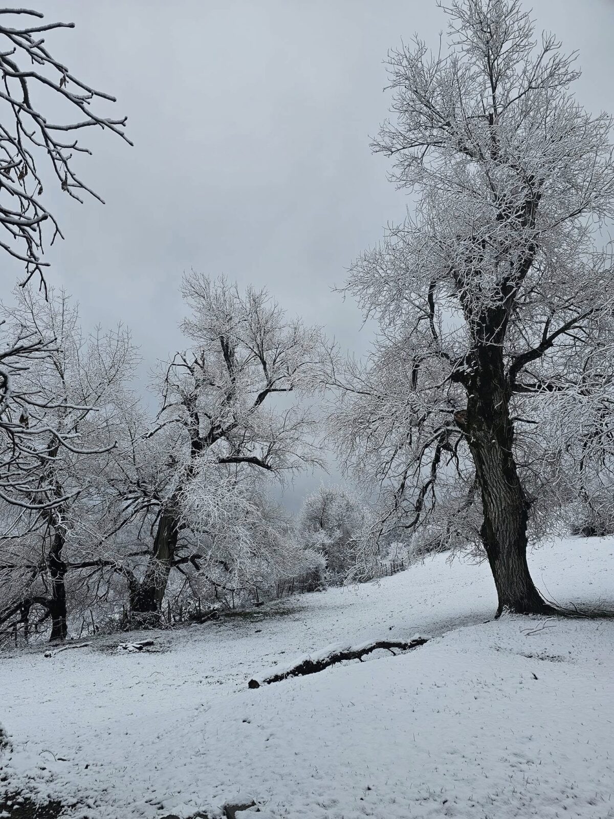 neve toscana