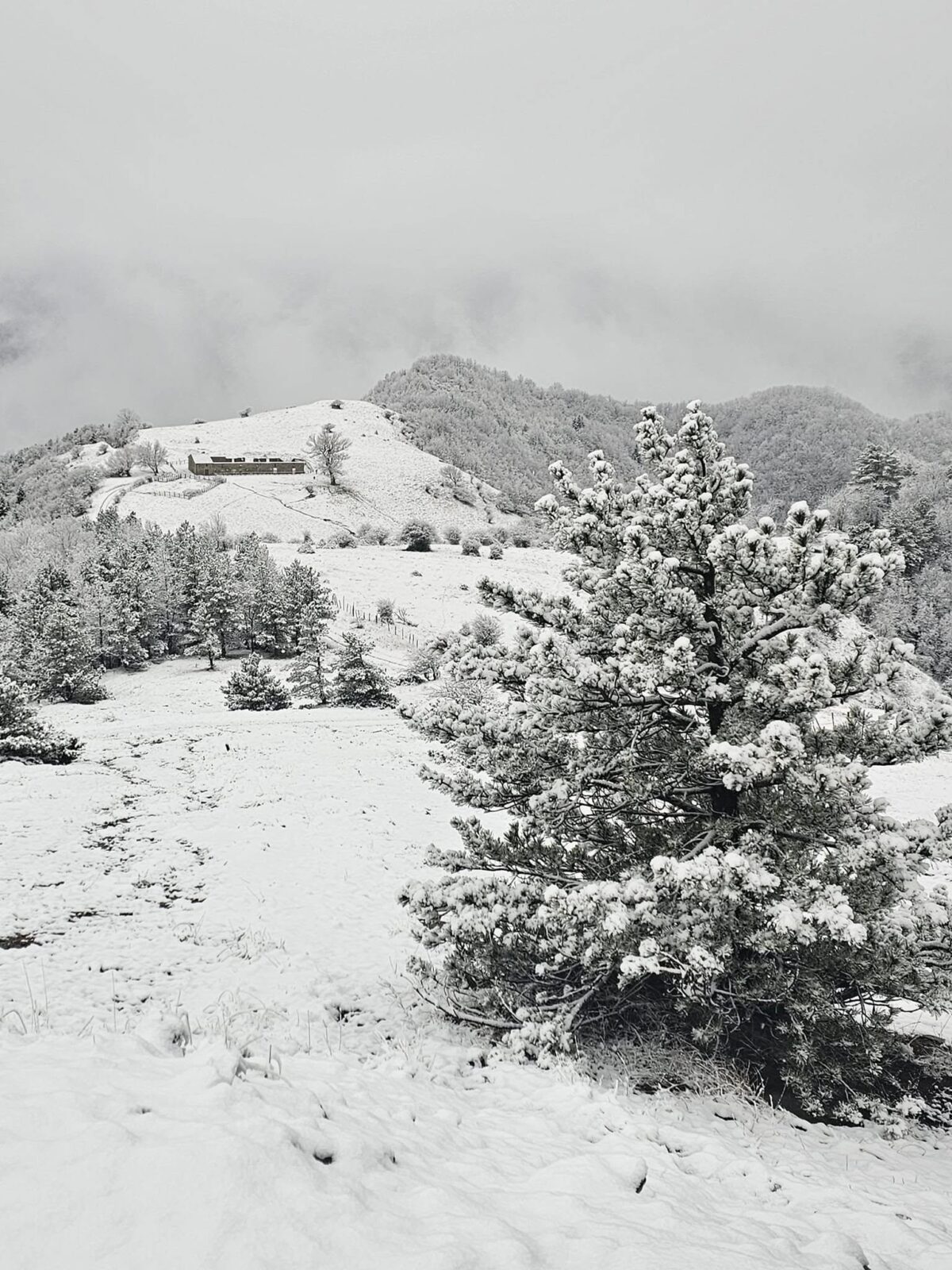 neve toscana