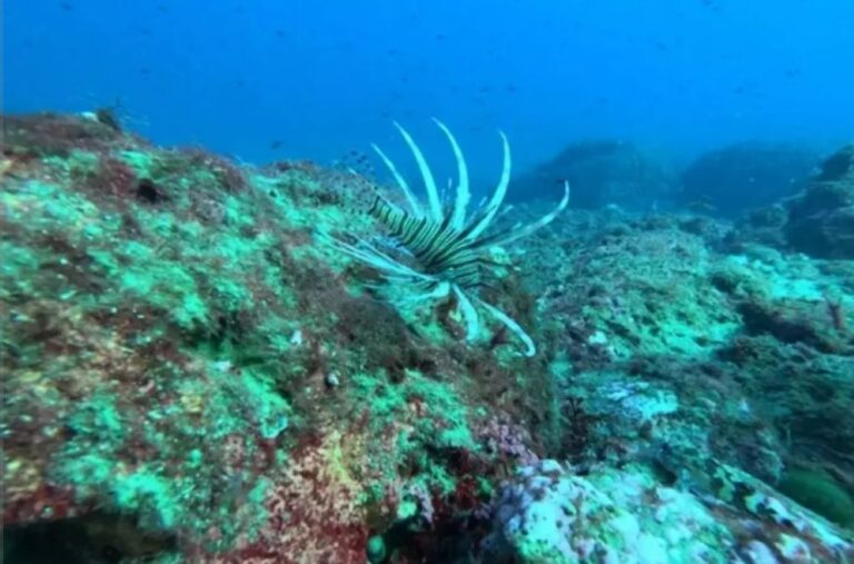 Pesce scorpione Taormina