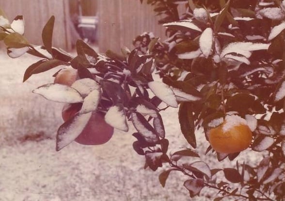 neve miami 19 gennaio 1977